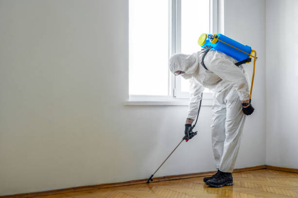 Best Wasp Removal Services  in Vandalia, OH